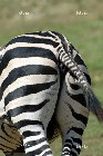 zebra