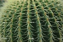 pianta grassa pianta grassa