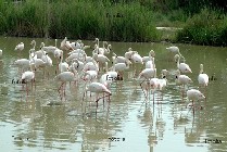 fenicotteri fenicotteri