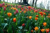 tulipani in fiore tulipani in fiore