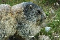 marmotta marmotta