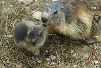 marmottina marmottina