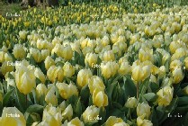 tulipani bianchi tulipani bianchi