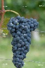 uva barbera