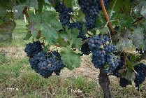 uva barbera uva barbera