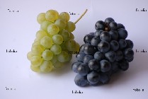 grappoli d'uva grappoli d'uva