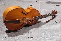 viola