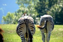 zebre