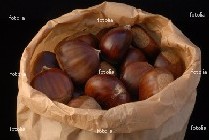 castagne