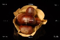 castagne