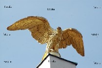 aquila