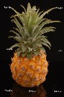 ananas