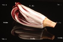 radicchio