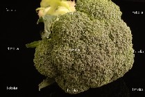 broccolo