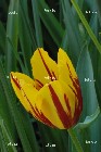 tulipano