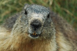 marmotta