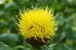 fiore giallo