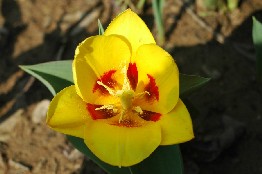 fiore