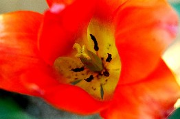 tulipano 1