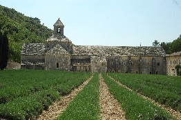 lavanda