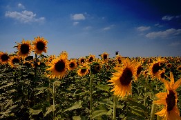 girasoli