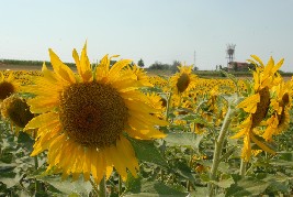 girasoli