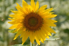 girasole