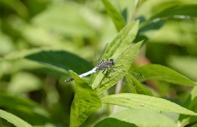 libellula