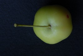 piccola mela